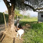 Dolce
